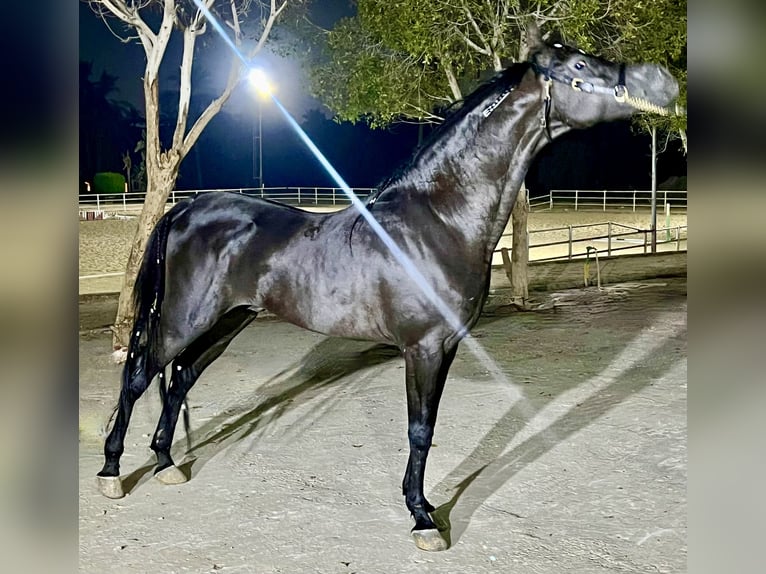 Straight Egyptian Gelding 7 years 15,1 hh Black in Giza