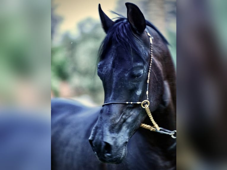 Straight Egyptian Gelding 7 years 15,1 hh Black in Giza