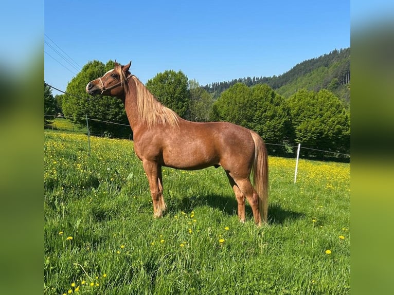 Straight Egyptian Gelding 7 years 15 hh Chestnut-Red in Zell am Harmersbach
