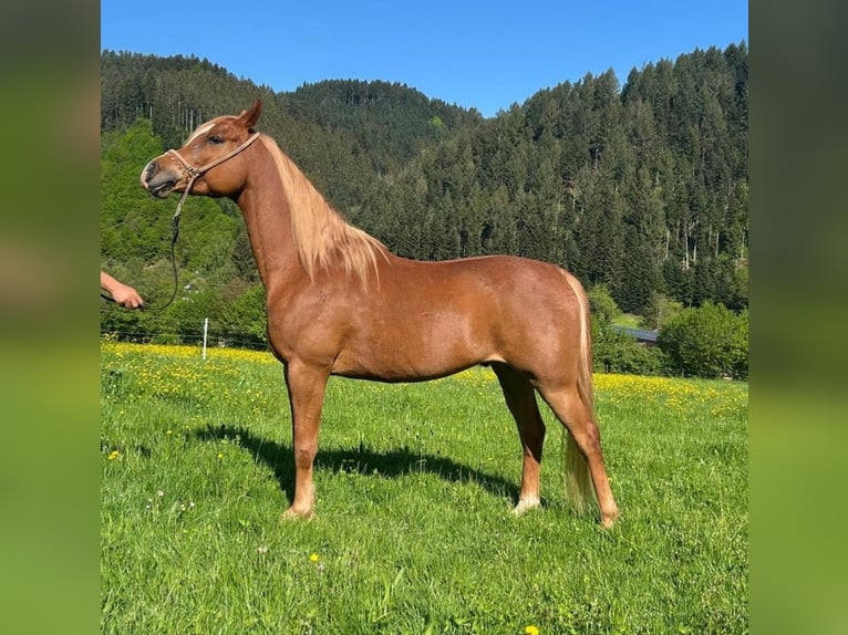 Straight Egyptian Gelding 7 years 15 hh Chestnut-Red in Zell am Harmersbach