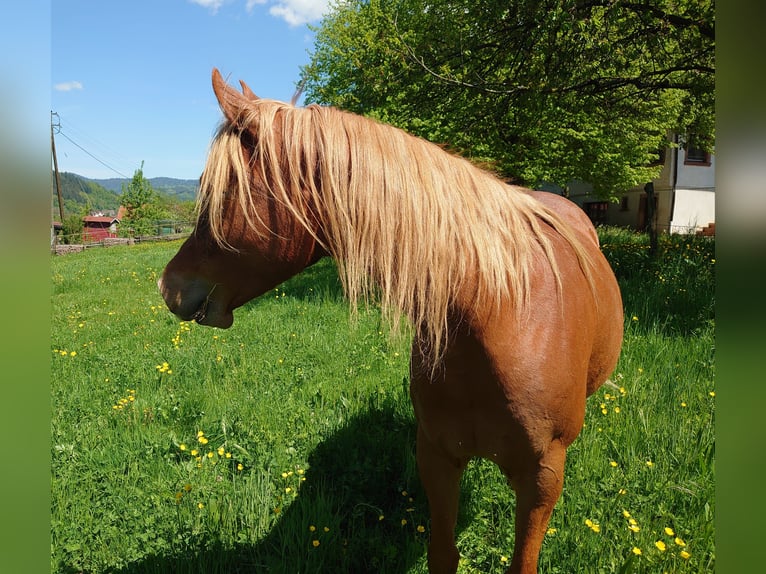 Straight Egyptian Gelding 7 years 15 hh Chestnut-Red in Zell am Harmersbach