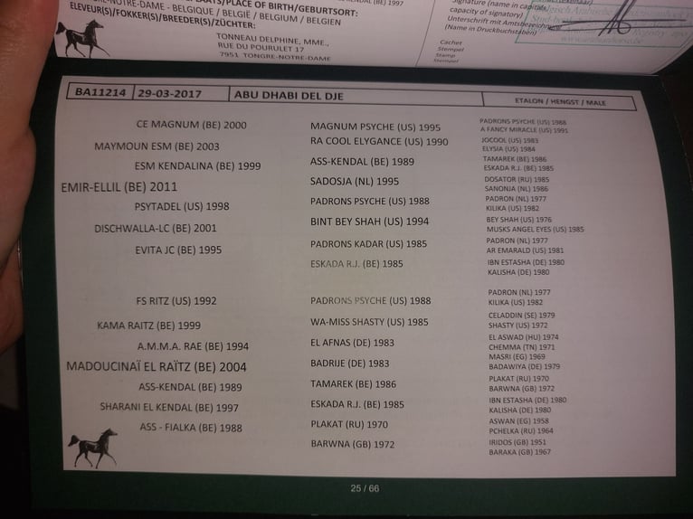 Straight Egyptian Gelding 8 years 14,1 hh Brown in Kirchbichl