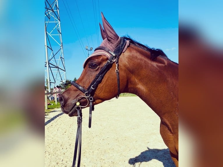 Straight Egyptian Gelding 8 years 15,2 hh Brown in Ambilly