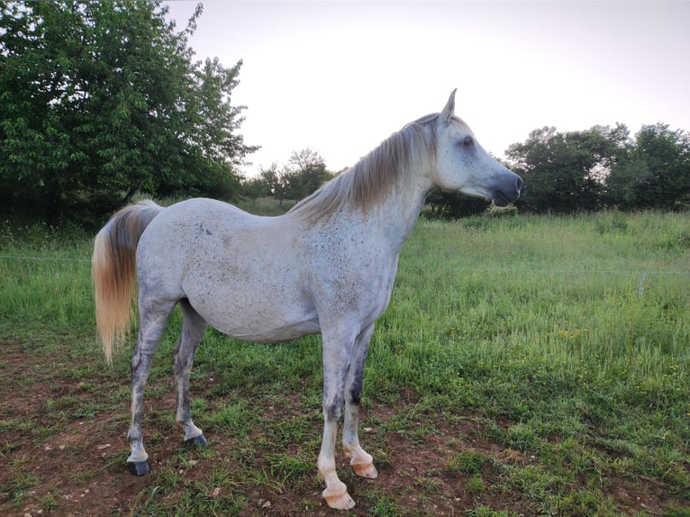 Straight Egyptian Gelding 8 years 15,3 hh Gray in Vers