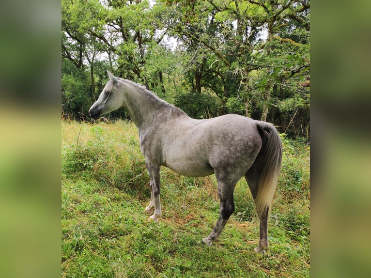 Straight Egyptian Gelding 8 years 15,3 hh Gray in Vers