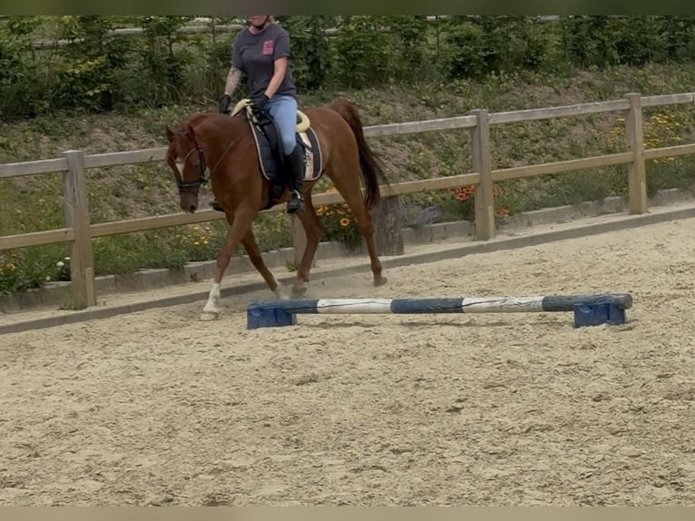 Straight Egyptian Gelding 8 years 15 hh Chestnut-Red in Horn-Bad Meinberg
