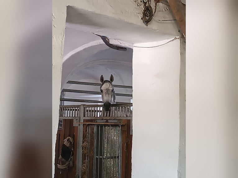 Straight Egyptian Gelding 8 years 15,1 hh Gray-Dapple in Laberweinting