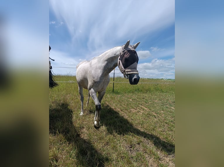 Straight Egyptian Gelding 8 years 15,1 hh Gray-Dapple in Laberweinting