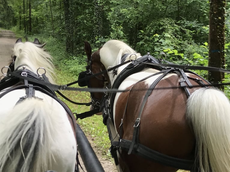 Straight Egyptian Gelding 9 years 15,1 hh Pinto in Hauptwil