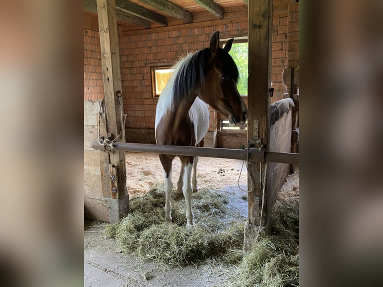 Straight Egyptian Gelding 9 years 15,1 hh Pinto in Hauptwil