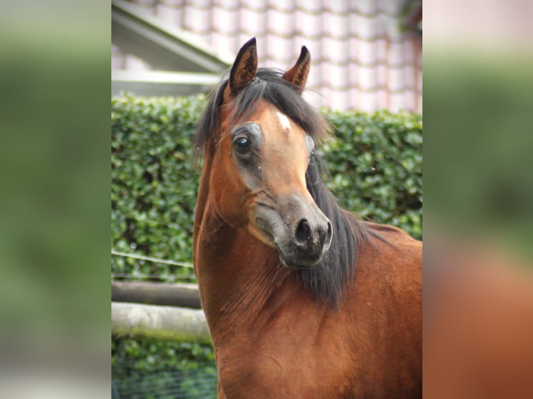 Straight Egyptian Hingst 1 år 136 cm Brun in Klein Offenseth-Sparrieshoop