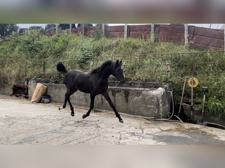 Straight Egyptian Hingst 1 år Svart in El berrón, Valle de Mena