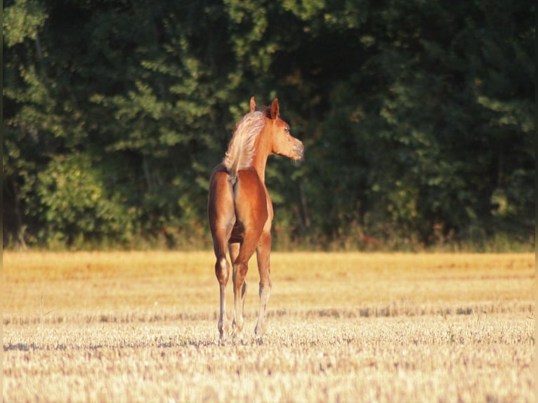 Straight Egyptian Hingst 2 år 145 cm fux in Klein Offenseth-Sparrieshoop