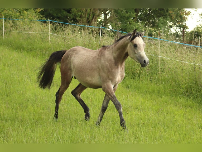 Straight Egyptian Hingst 2 år 145 cm Grå in Staufenberg