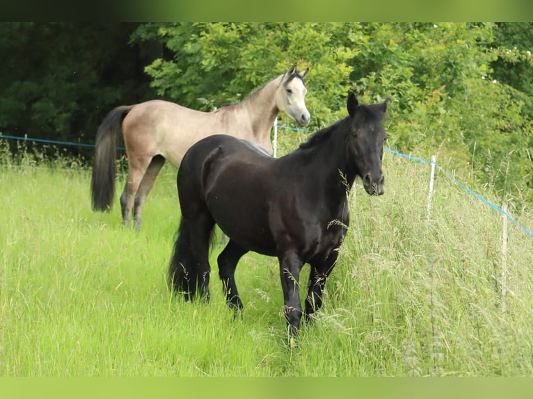 Straight Egyptian Hingst 2 år 145 cm Grå in Staufenberg