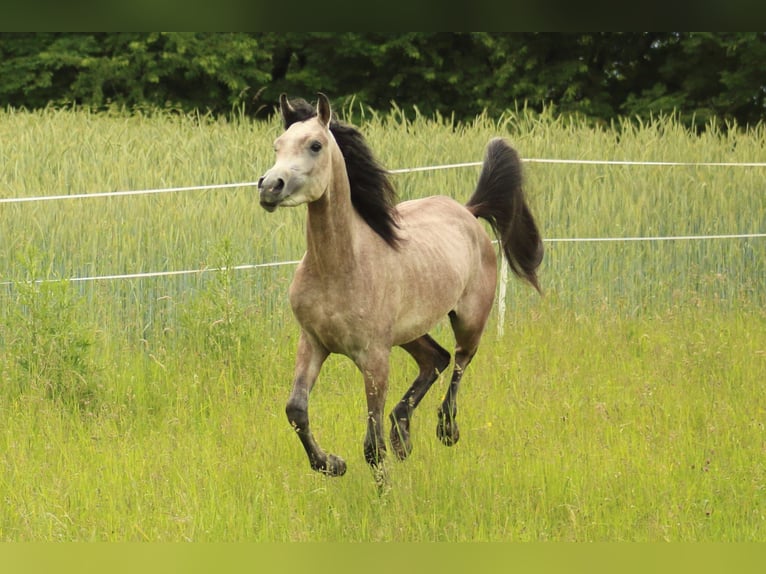 Straight Egyptian Hingst 2 år 145 cm Grå in Staufenberg