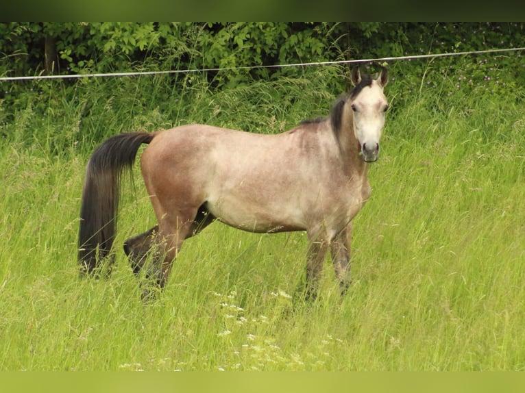 Straight Egyptian Hingst 2 år 145 cm Grå in Staufenberg