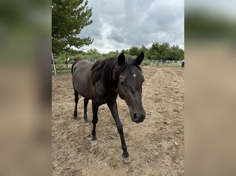 Straight Egyptian Blandning Hingst 2 år 148 cm Mörkbrun in Dallgow-Döberitz