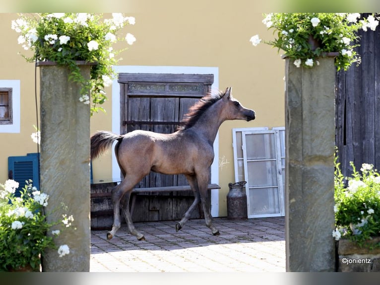 Straight Egyptian Hingst 2 år 155 cm Grå in Wassertrüdingen