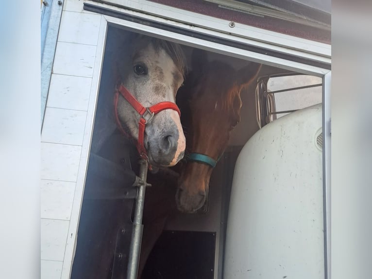 Straight Egyptian Hingst 2 år 155 cm Grå-röd-brun in Dennheritz