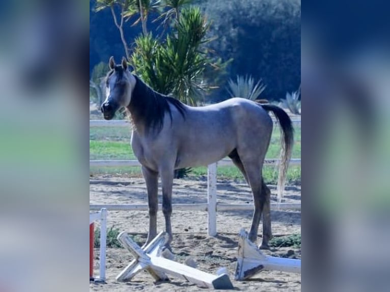 Straight Egyptian Hingst 6 år 160 cm Vit in Giza