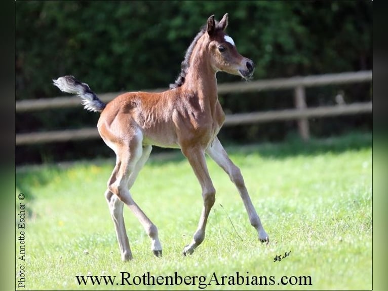 Straight Egyptian Hingst Föl (04/2024) 156 cm Svart in Monheim