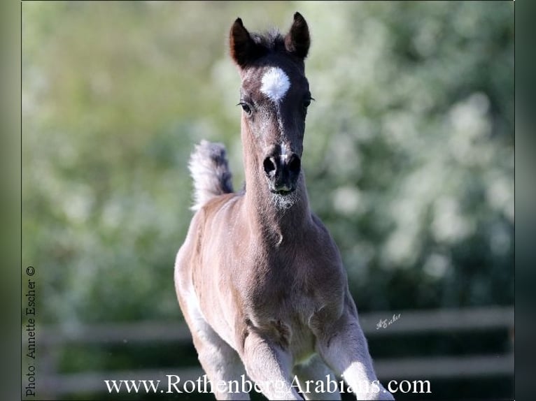 Straight Egyptian Hingst Föl (04/2024) 156 cm Svart in Monheim