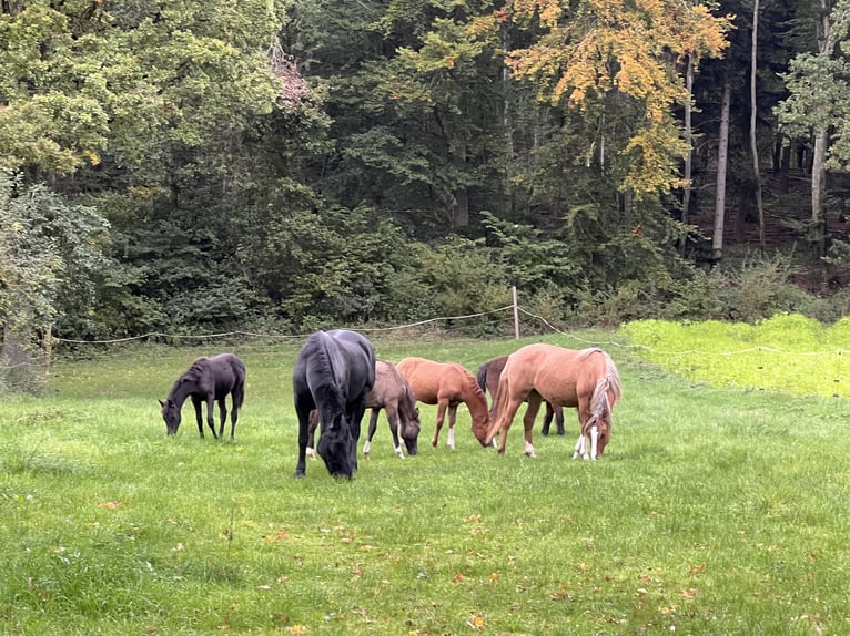 Straight Egyptian Hingst Föl (05/2024) Svart in Mengen