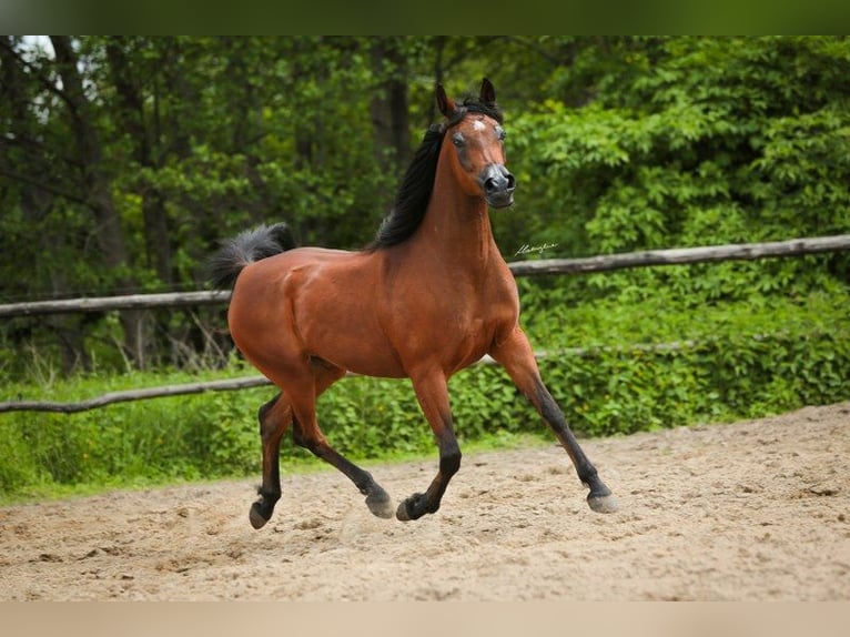 Straight Egyptian Mare 10 years 14,1 hh Brown in Salzburg