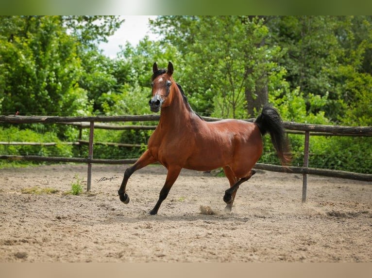 Straight Egyptian Mare 10 years 14,1 hh Brown in Salzburg