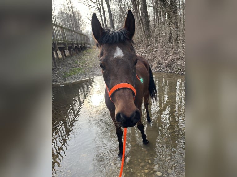 Straight Egyptian Mare 10 years 14,1 hh Brown in Salzburg