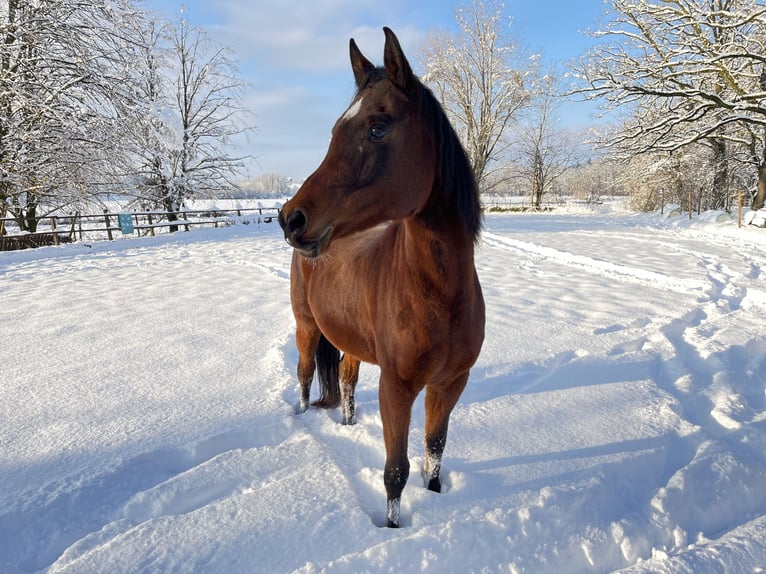 Straight Egyptian Mare 10 years 14,1 hh Brown in Salzburg