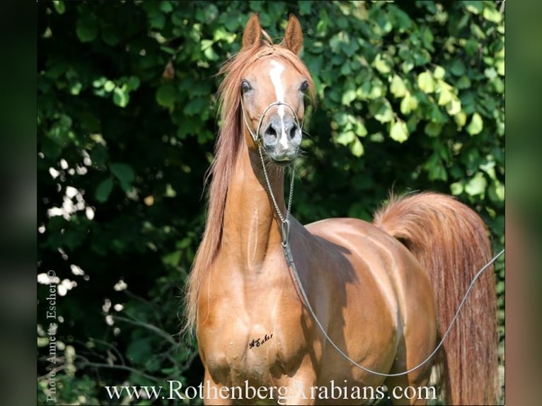 Straight Egyptian Mare 10 years 15 hh Chestnut-Red in Monheim