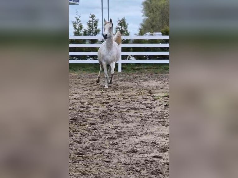 Straight Egyptian Mare 10 years 15 hh Grey in Witzwort