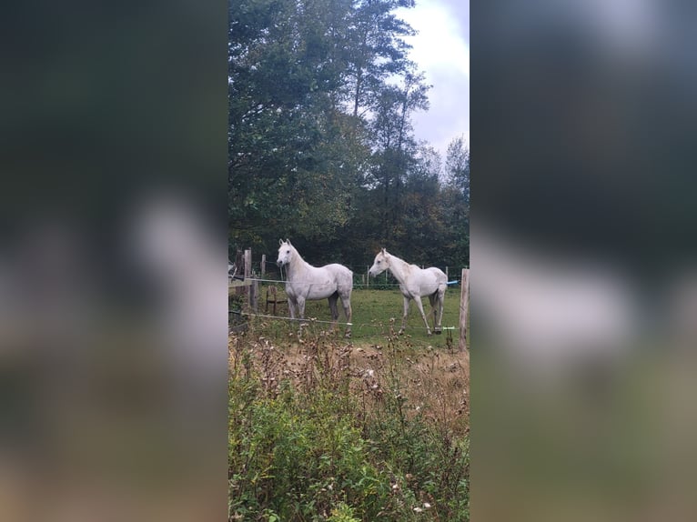 Straight Egyptian Mare 10 years 15,1 hh White in Faßberg