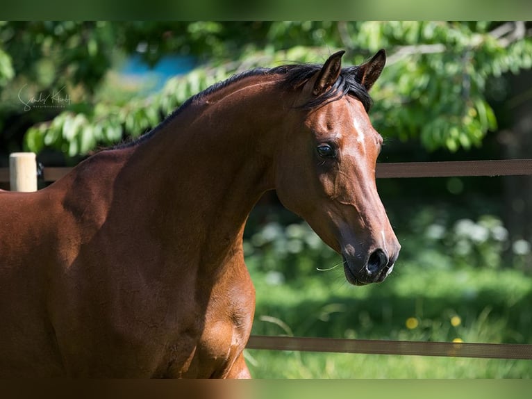 Straight Egyptian Mare 11 years 15.1 hh Brown in BlankenhainNiedersynderstedt
