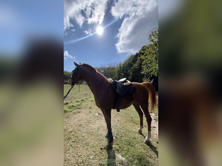 Straight Egyptian Mare 11 years 15,1 hh Sorrel in Pontevedra