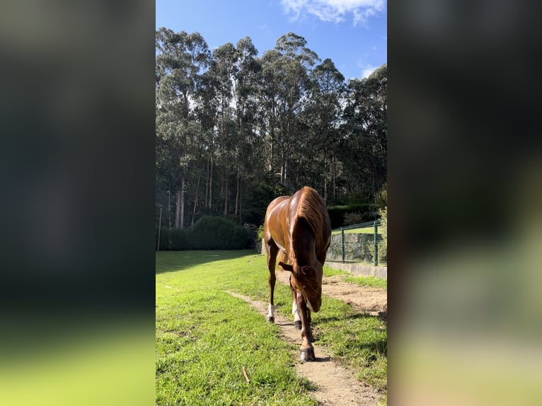 Straight Egyptian Mare 11 years 15,1 hh Sorrel in Pontevedra