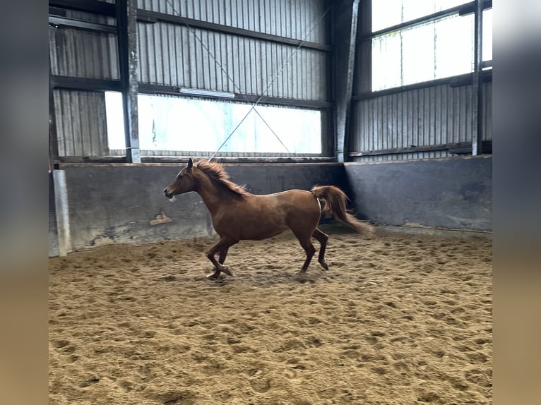 Straight Egyptian Mare 11 years 15 hh Chestnut-Red in Witzwort