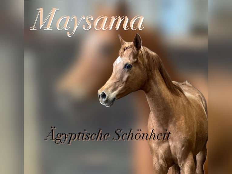 Straight Egyptian Mare 11 years 15 hh Chestnut-Red in Witzwort