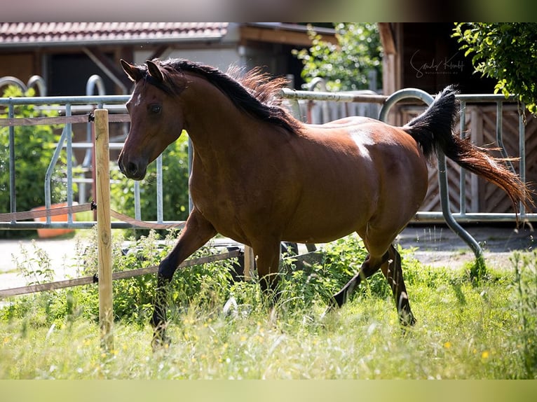 Straight Egyptian Mare 11 years 15,1 hh Brown in BlankenhainNiedersynderstedt