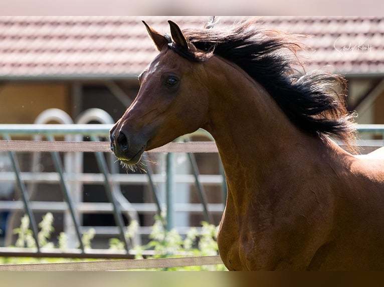 Straight Egyptian Mare 11 years 15,1 hh Brown in BlankenhainNiedersynderstedt