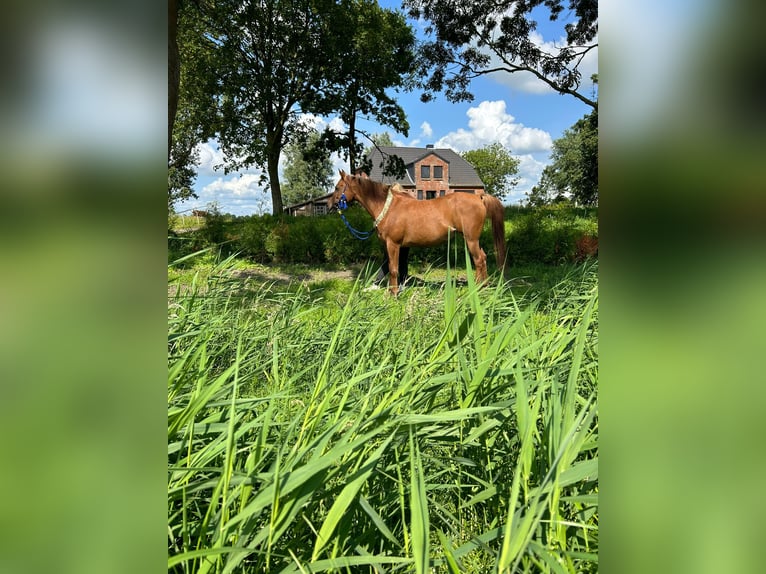 Straight Egyptian Mare 12 years 15 hh Chestnut-Red in Witzwort