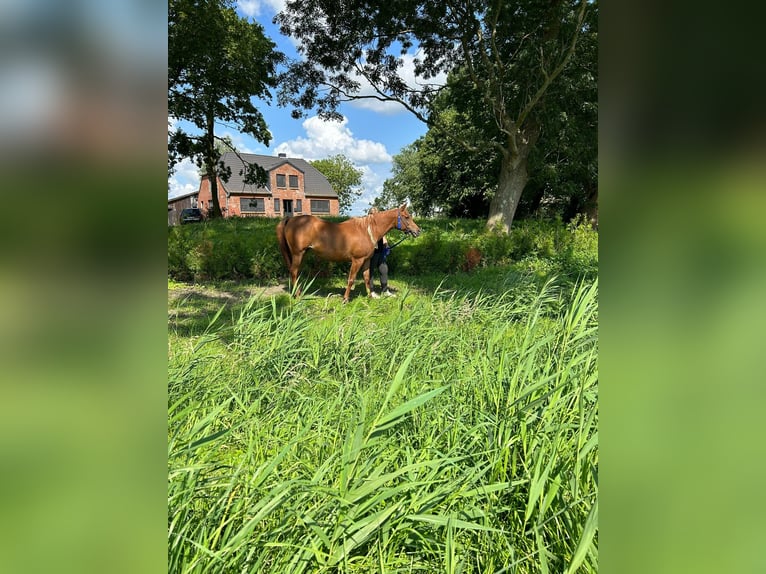 Straight Egyptian Mare 12 years 15 hh Chestnut-Red in Witzwort