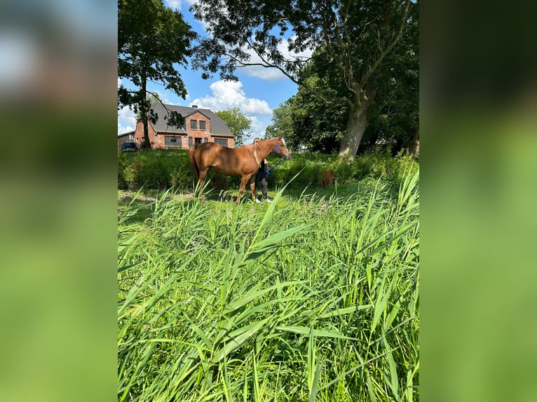 Straight Egyptian Mare 12 years 15 hh Chestnut-Red in Witzwort