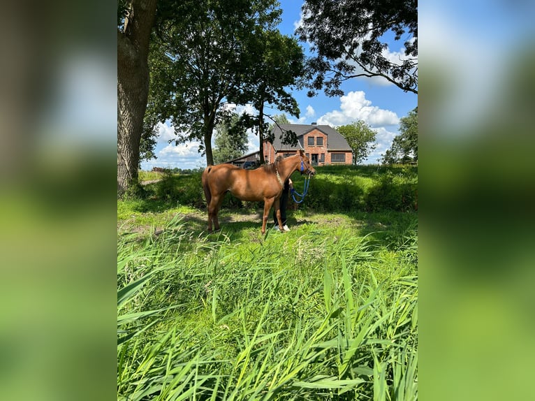 Straight Egyptian Mare 12 years 15 hh Chestnut-Red in Witzwort