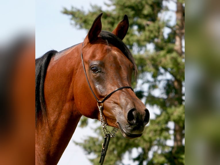 Straight Egyptian Mare 12 years 16 hh Bay in Scottsdale