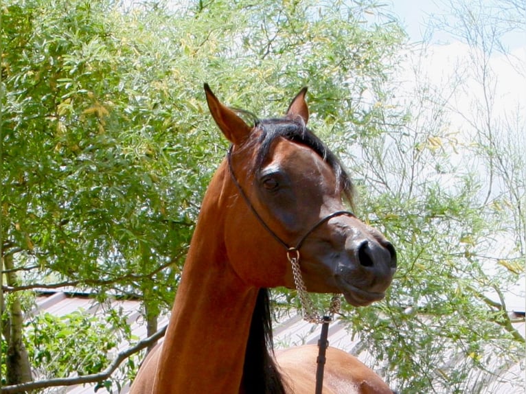 Straight Egyptian Mare 12 years 16 hh Bay in Scottsdale