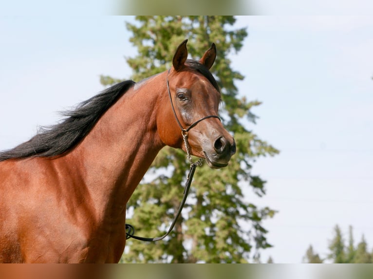 Straight Egyptian Mare 12 years 16 hh Bay in Scottsdale