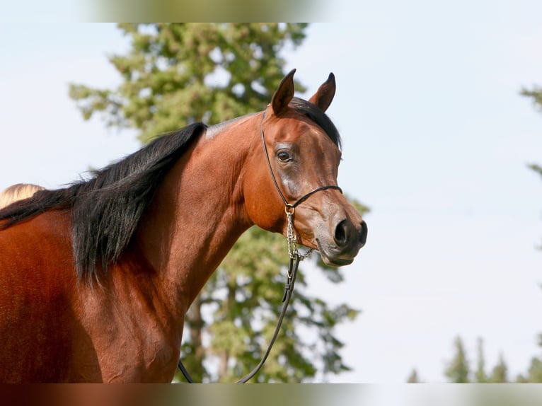 Straight Egyptian Mare 12 years 16 hh Bay in Scottsdale